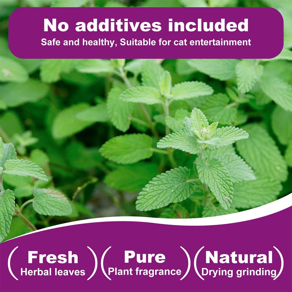 100% Natural Catnip and Pure Catnip for Your Furry Friend Taste Funny Cat Toy New Cat Toy Interactive Cat Toys Pet Supplies